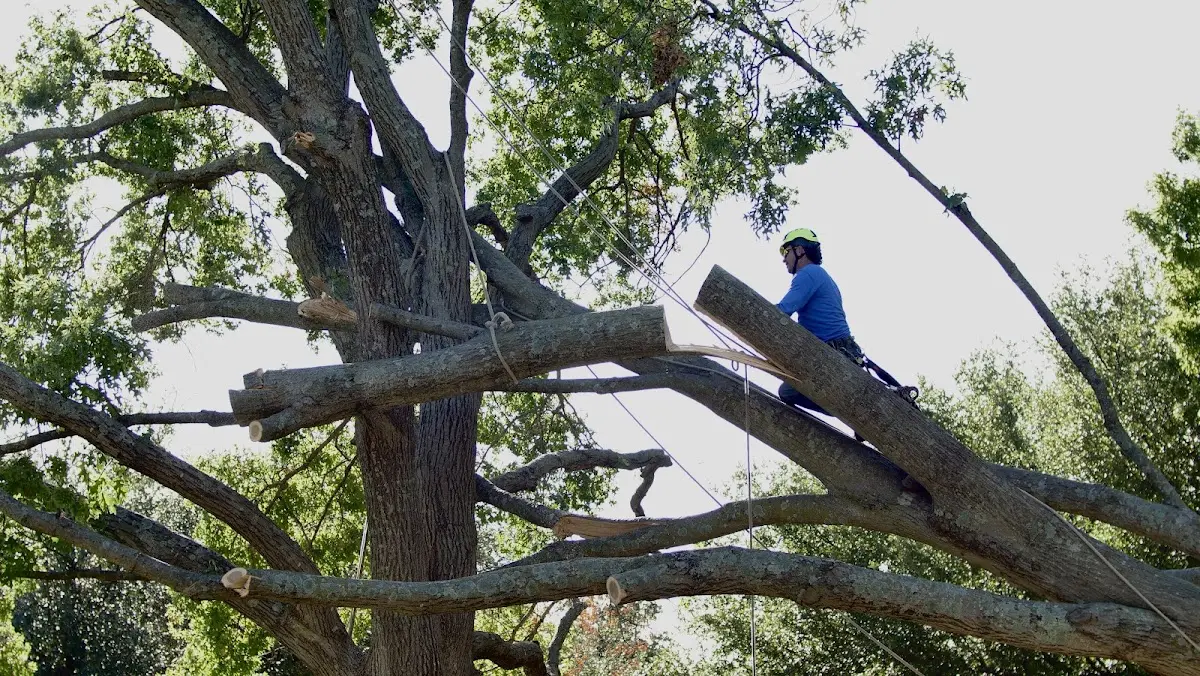 Professional Hazardous Tree Removal performed by certified arborists in Gilby
